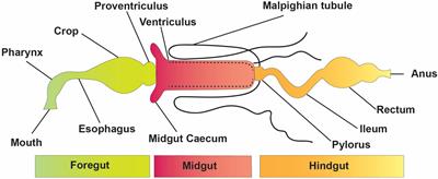 Role of Insect Gut Microbiota in Pesticide Degradation: A Review